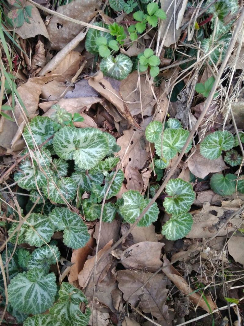 伞梗虎耳草鲜全草，水洗干活全草