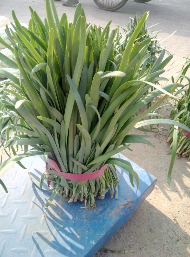 大叶韭菜头茬
