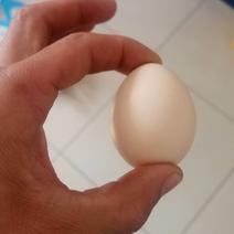 土鸡蛋50g以下食用
