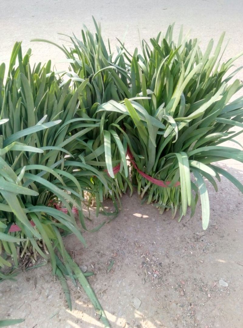 大叶韭菜头茬