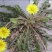 蒲公英6~10cm