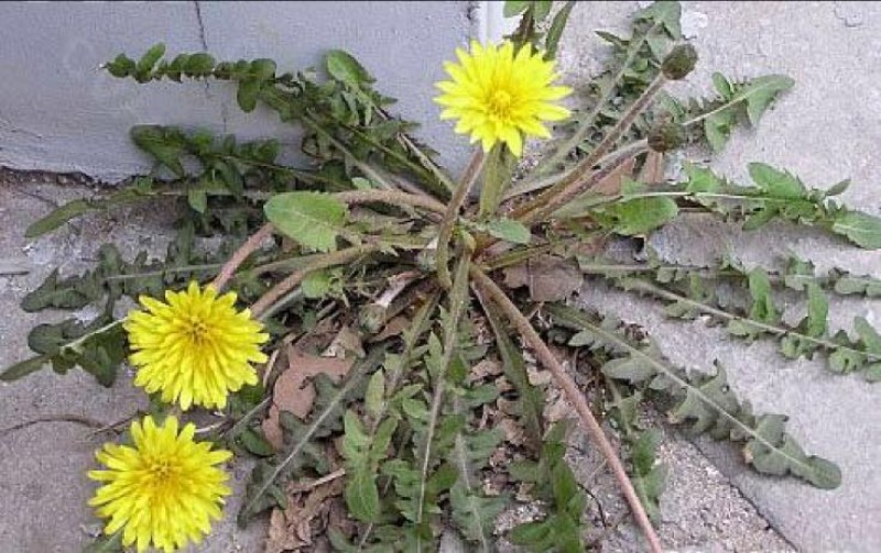 蒲公英6~10cm