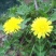 蒲公英6~10cm