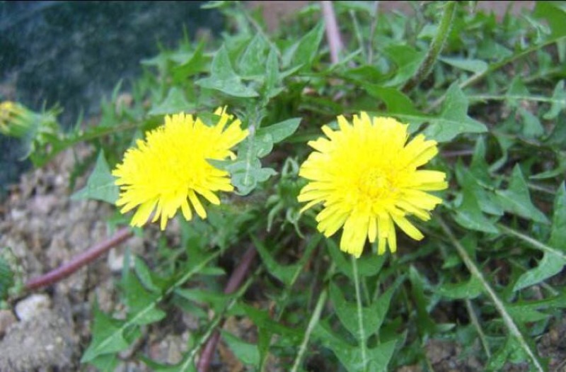 蒲公英6~10cm