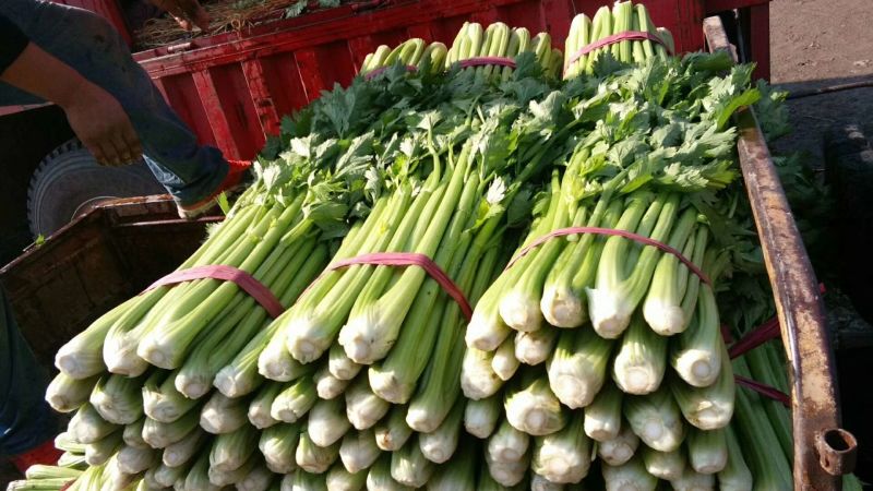 芹菜60cm以上，匀称、量大质优适合各大市场