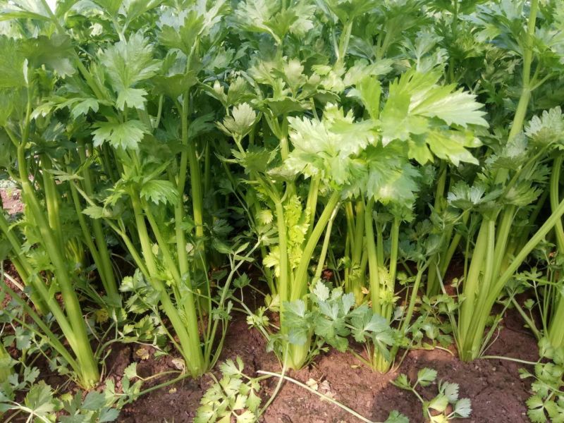 芹菜60cm以上，匀称、量大质优适合各大市场