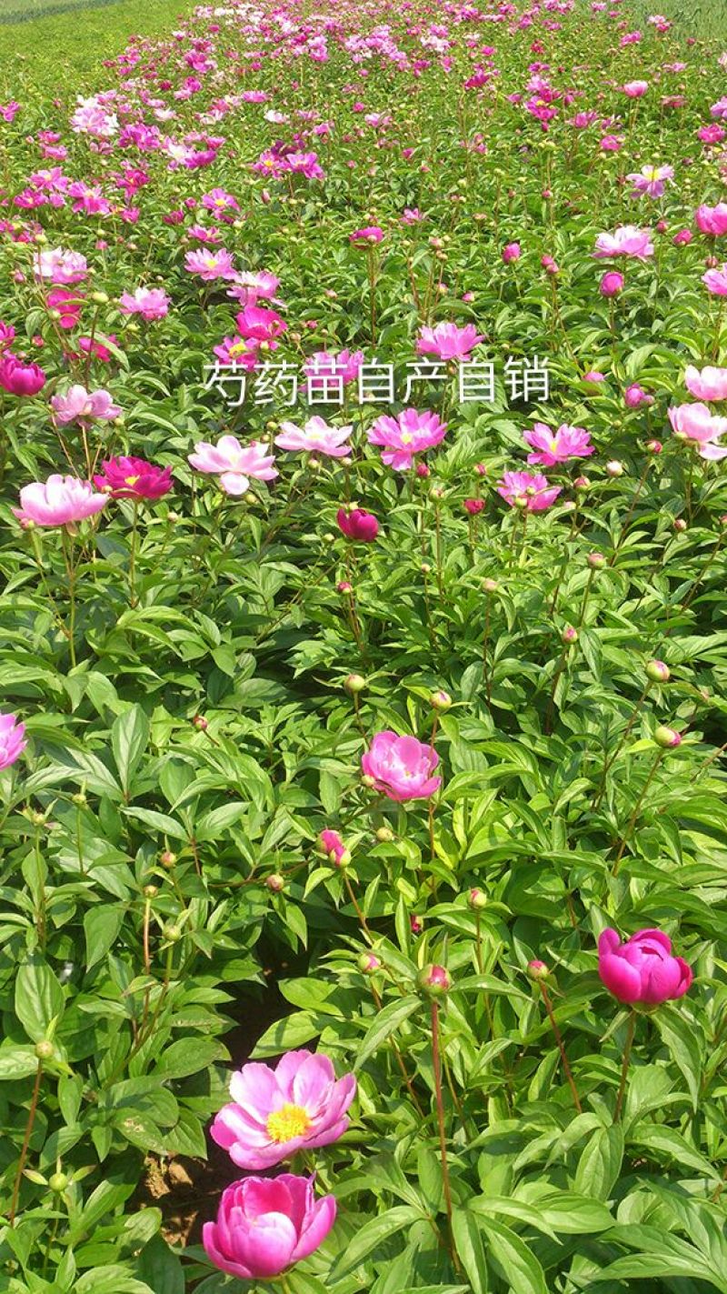 菏泽牡丹芍药种植基地原棵芍药分株5-8芽头