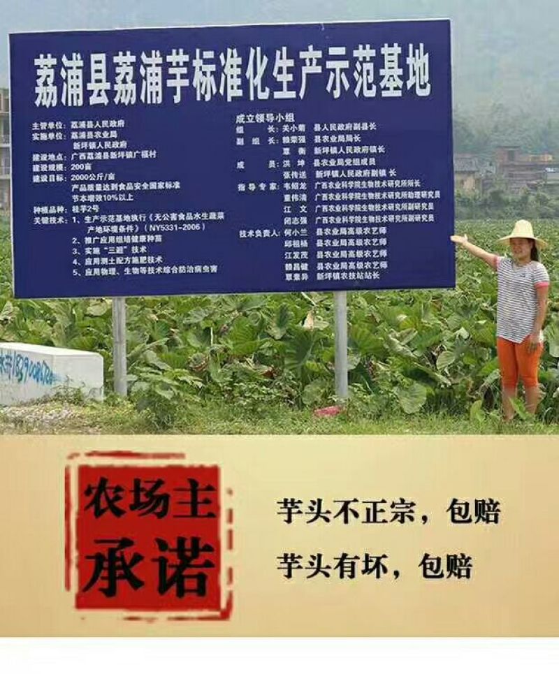 广西荔浦芋头香芋一手货源五斤包邮微商电商代发产地荔浦发