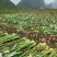 广西荔浦芋头香芋一手货源五斤包邮微商电商代发产地荔浦发