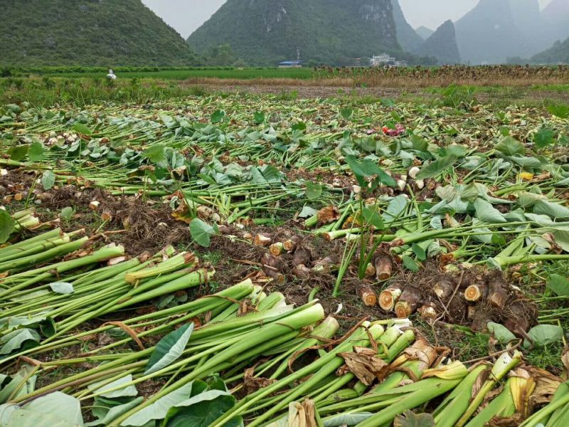 广西荔浦芋头香芋一手货源五斤包邮微商电商代发产地荔浦发
