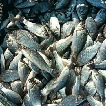 鳜鱼10~20cm鱼苗活鱼