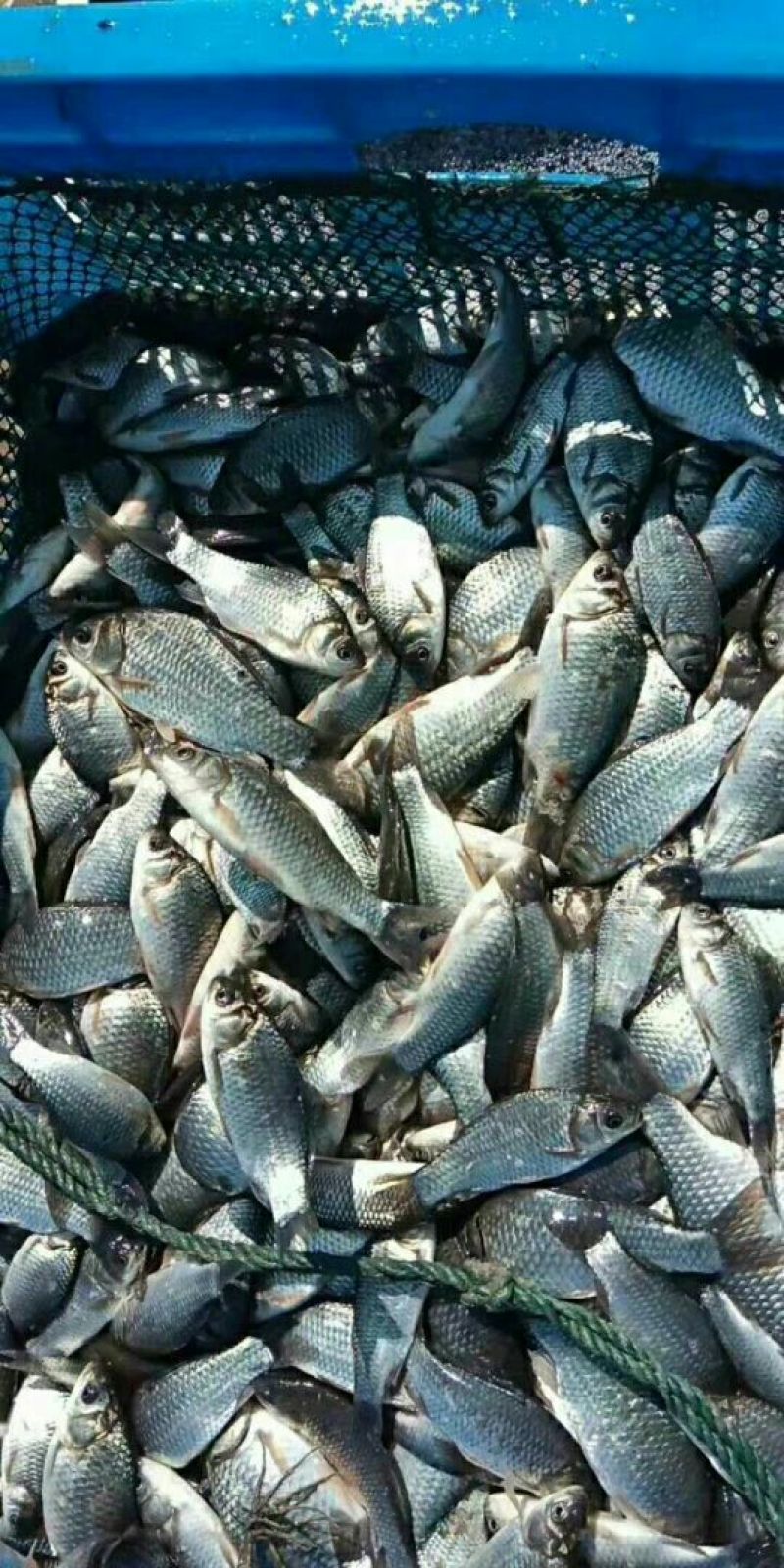 鳜鱼10~20cm鱼苗活鱼