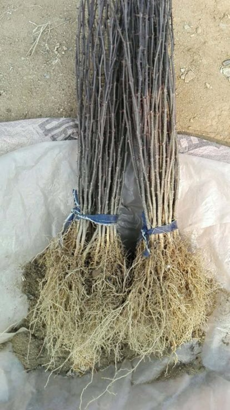 花椒树50~80cm