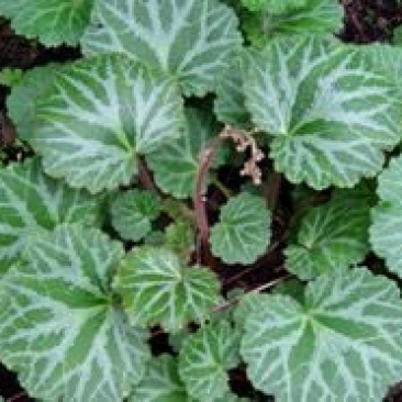 虎耳草全草
