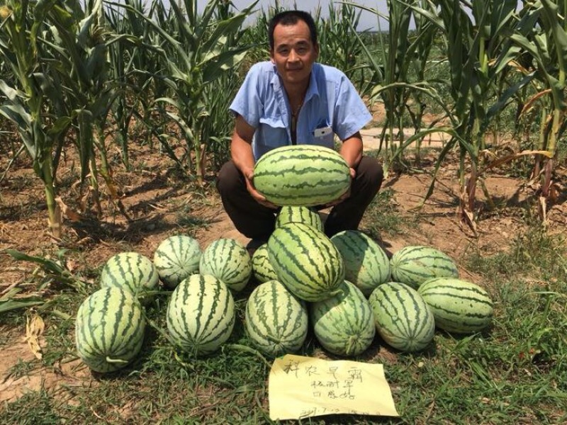 抗旱大型西瓜种子～科龙旱霸