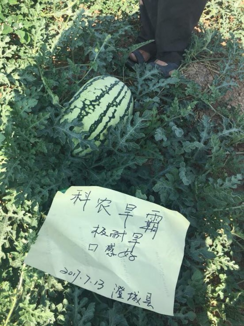 抗旱大型西瓜种子～科龙旱霸