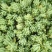 多肉植物不含盆