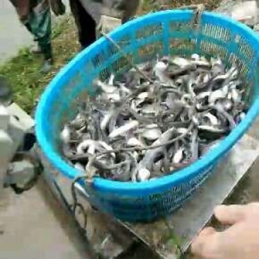 黄颡鱼苗
