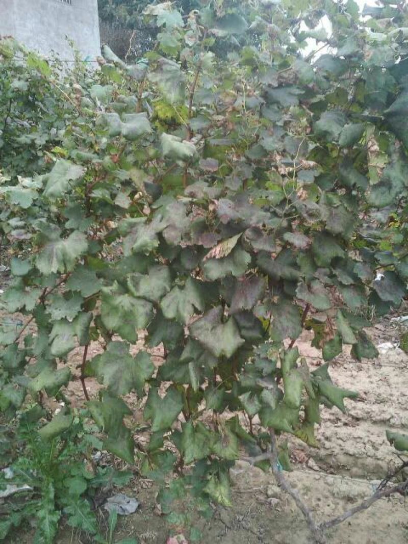 葡萄树50~80cm