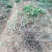 葡萄树50~80cm