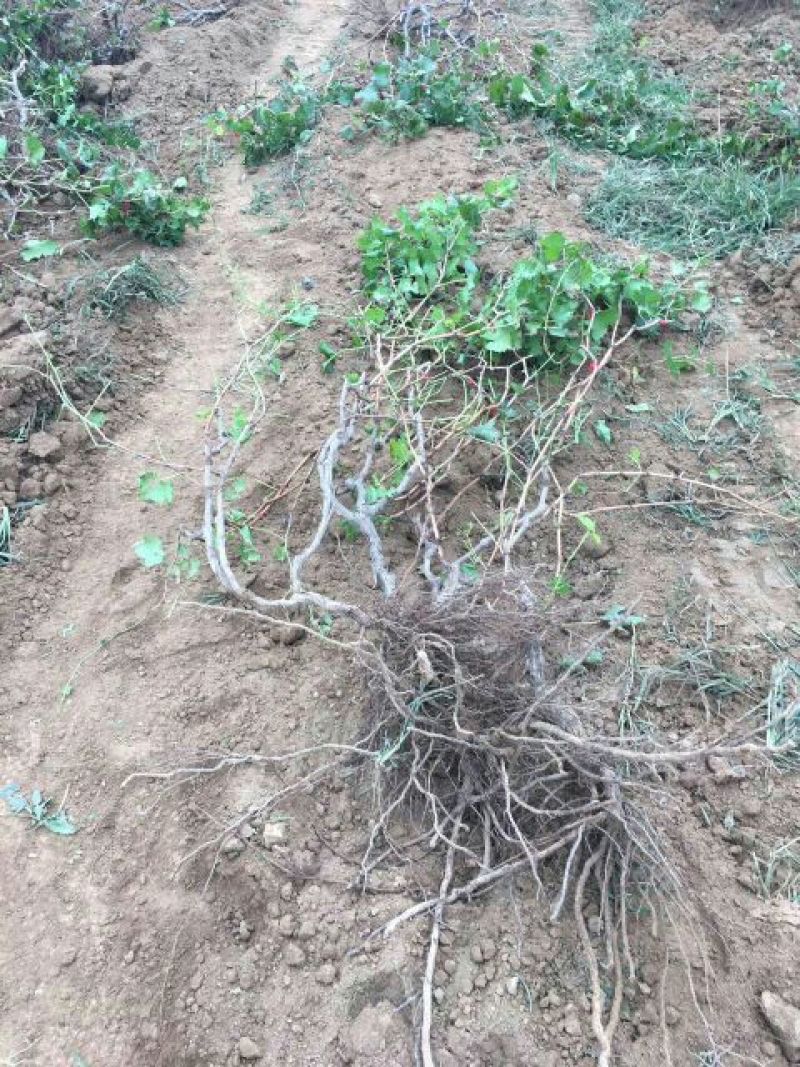 葡萄树50~80cm
