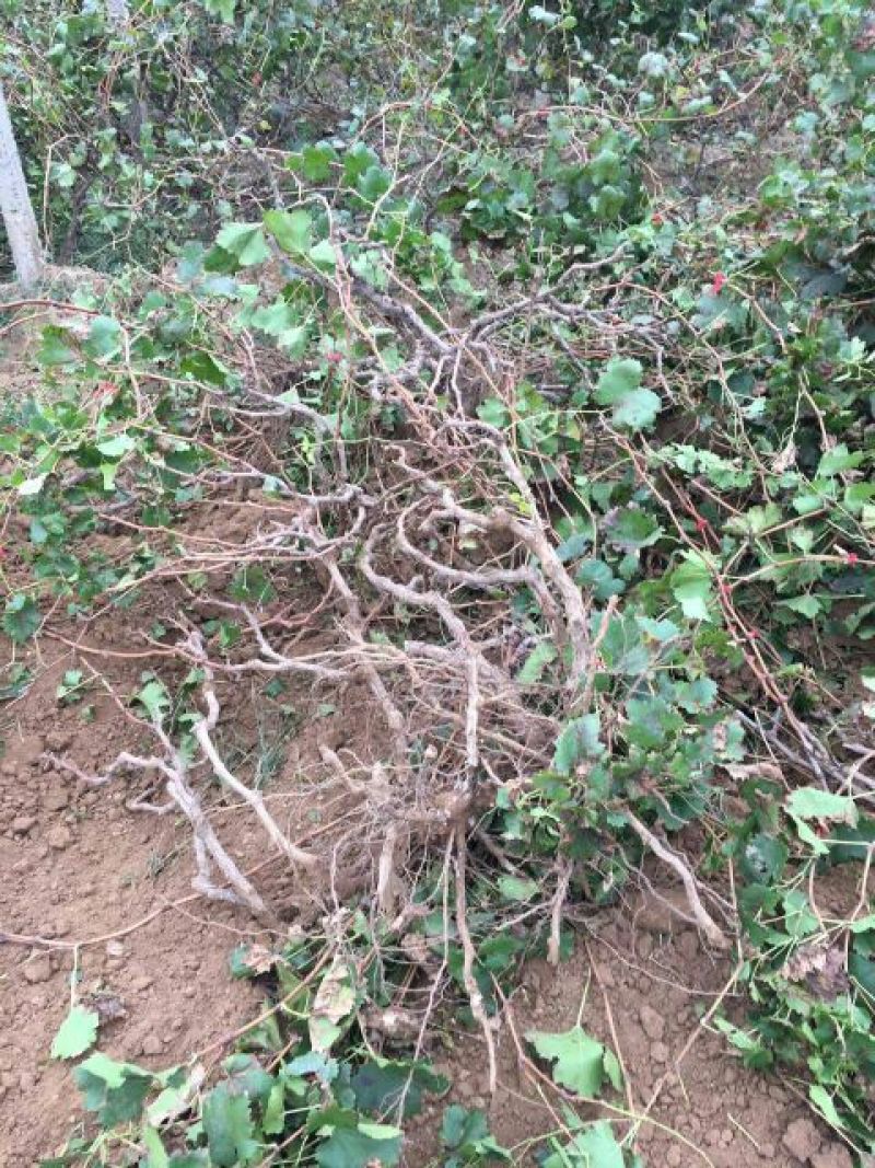葡萄树50~80cm