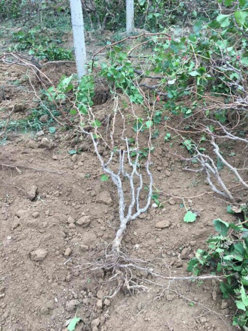葡萄树50~80cm