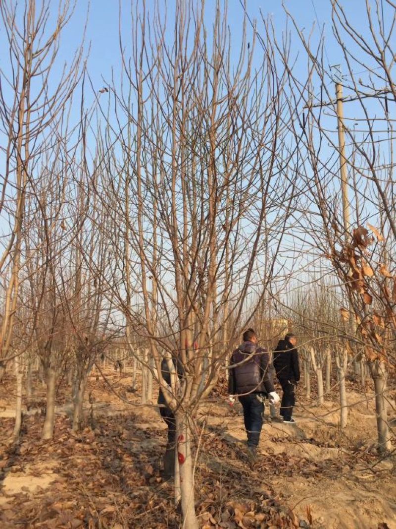 玉兰树8~10cm