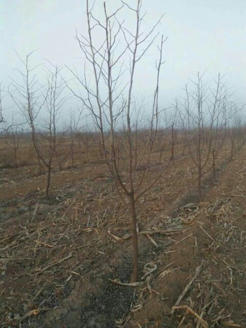 枣树6~8cm6~8cm