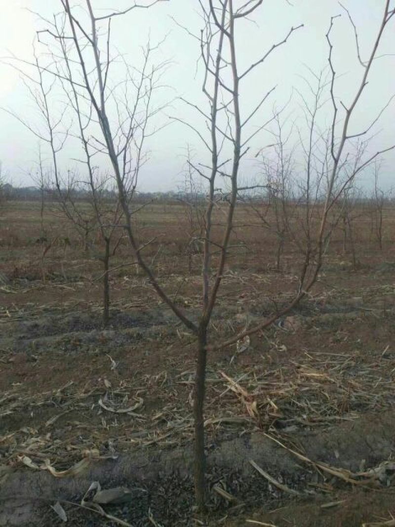 枣树6~8cm6~8cm