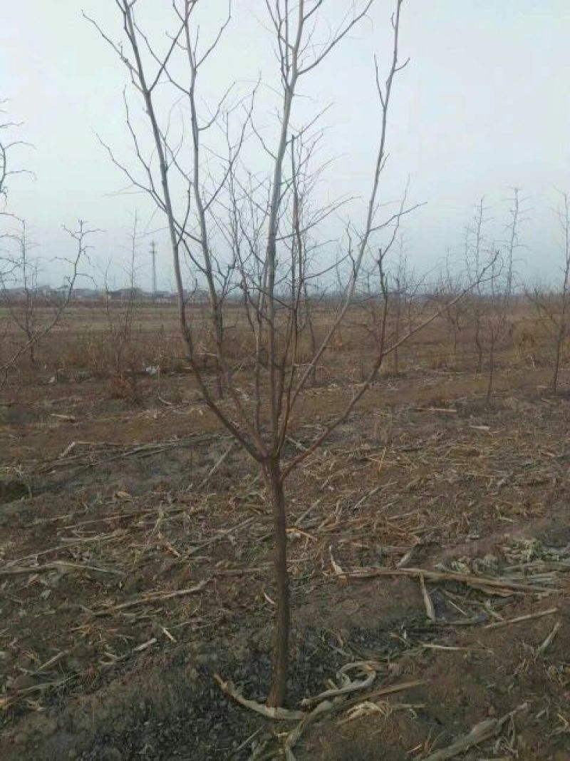 枣树6~8cm6~8cm