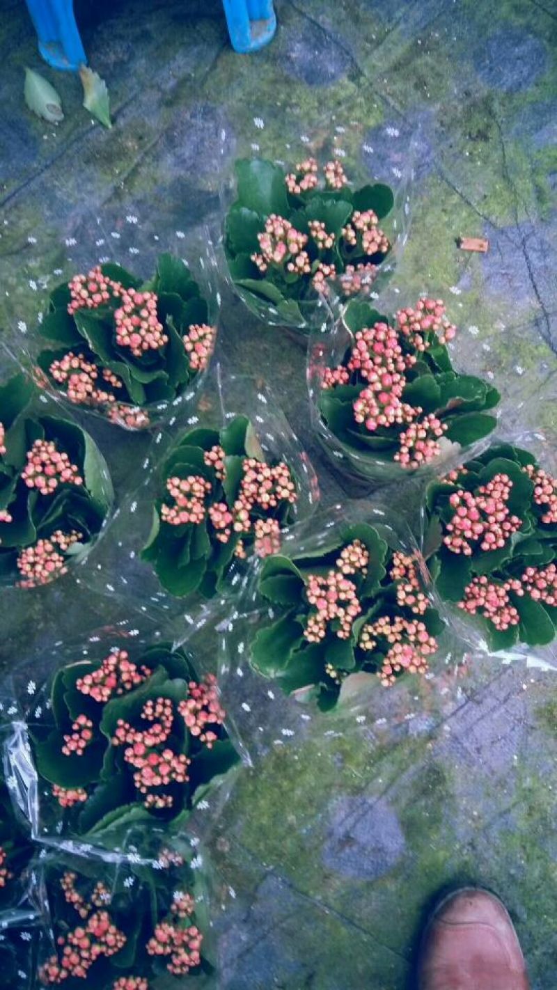 90#长寿花盆栽