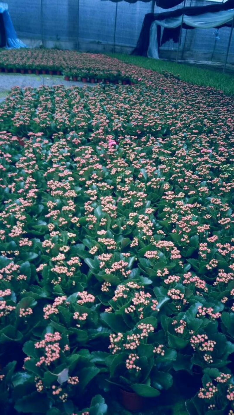 90#长寿花盆栽