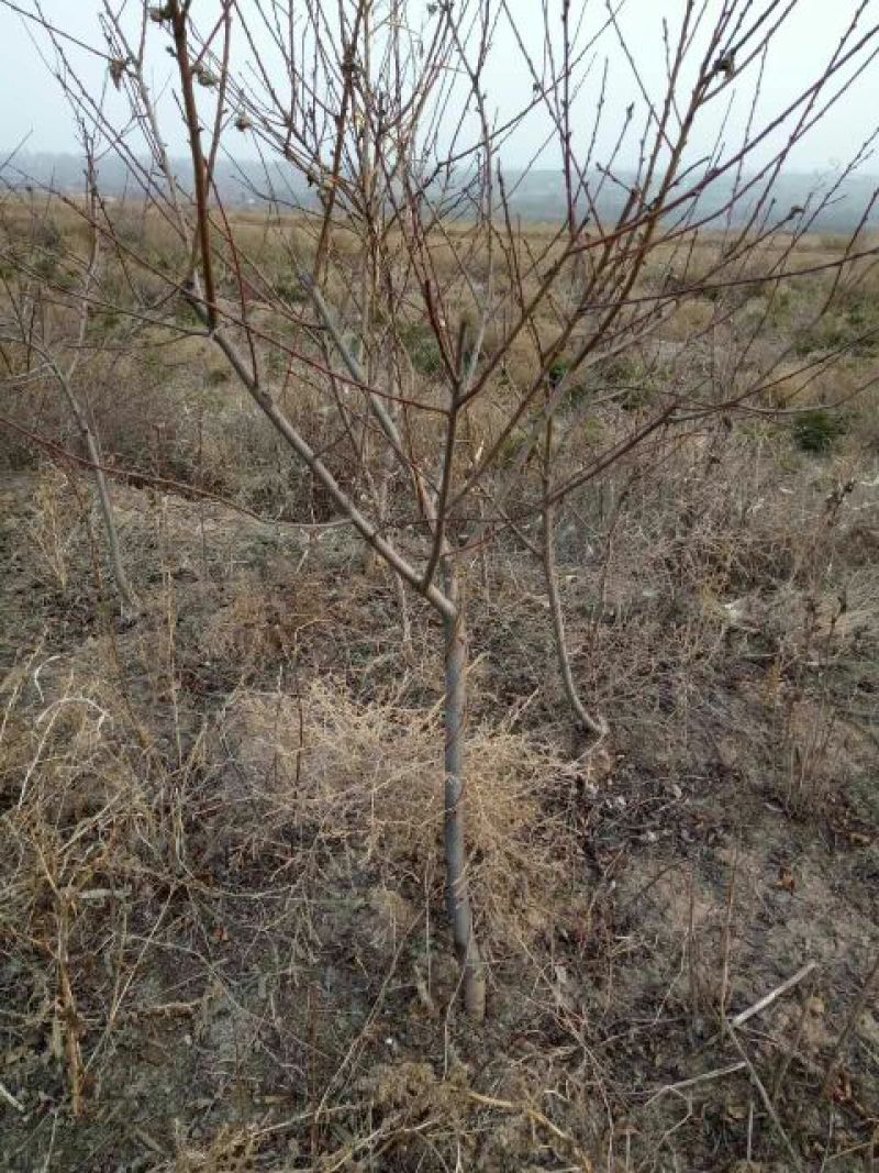 红叶碧桃4~6cm0.5~1米