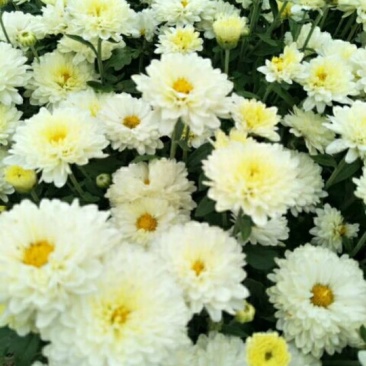 菊花苗北京菊菊花小苗高产量易管理