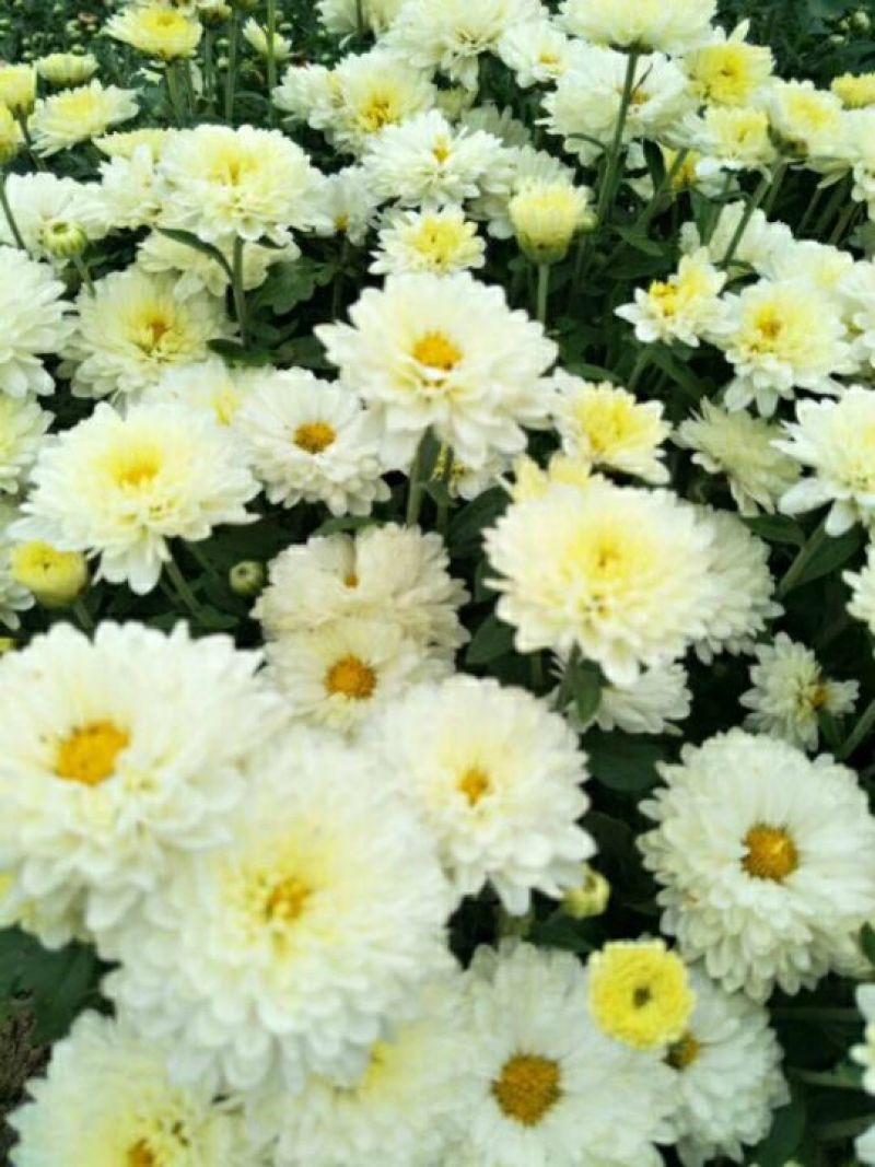 菊花苗北京菊菊花小苗高产量易管理
