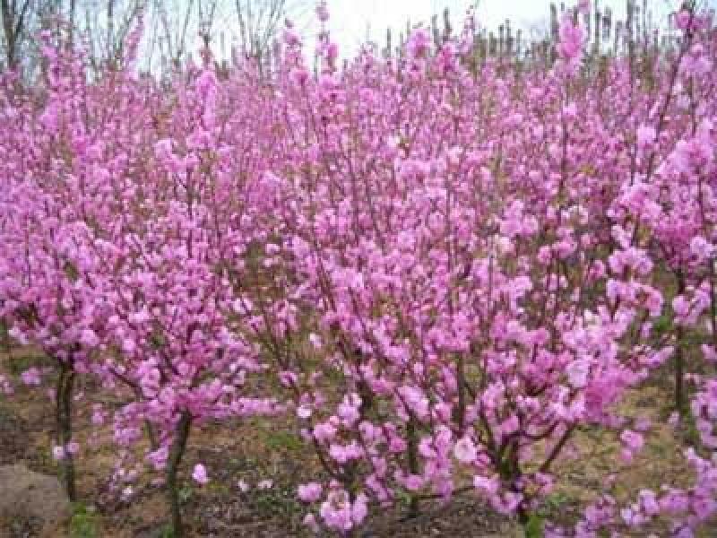 榆叶梅3m以上量大量大
