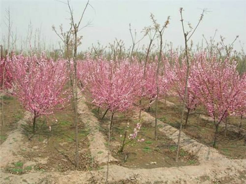 榆叶梅3m以上量大量大