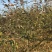 苹果树8~10cm6~8cm3~3.5米