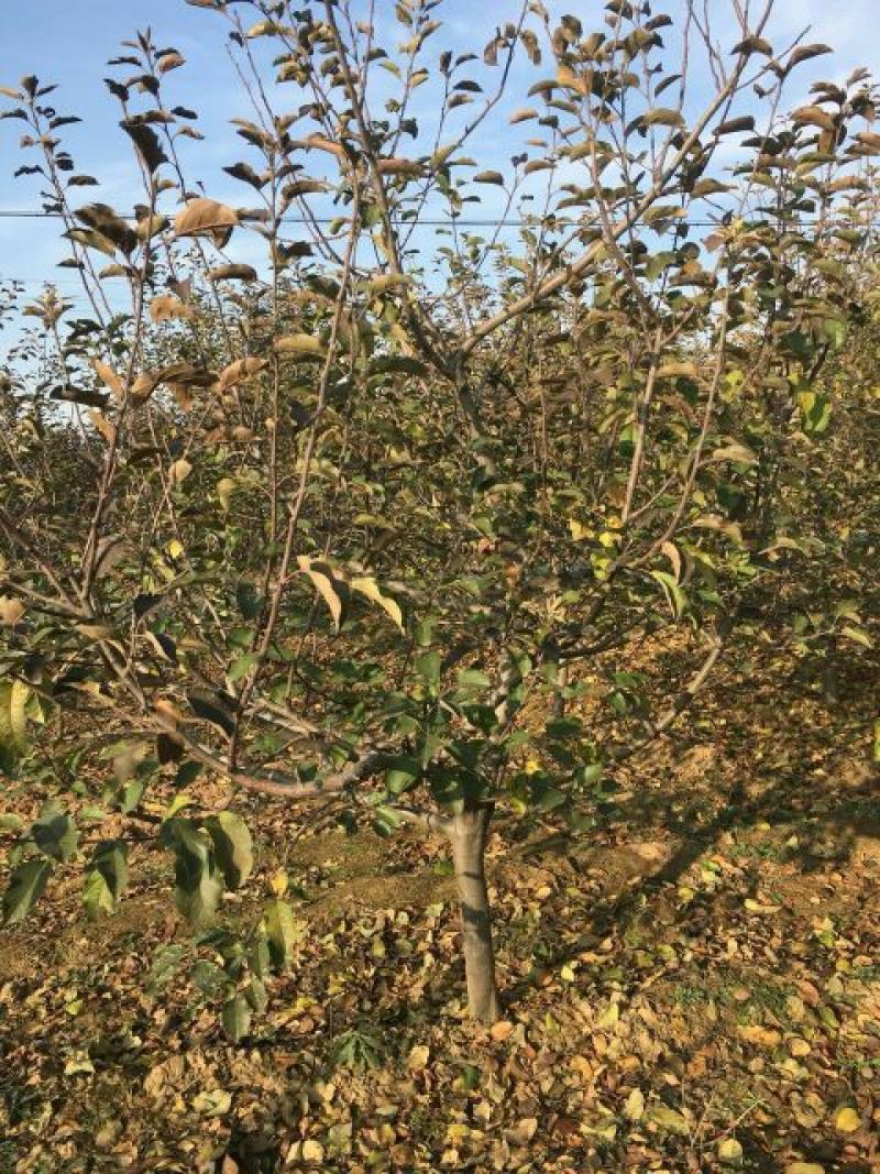 苹果树8~10cm6~8cm3~3.5米