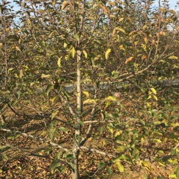 苹果树8~10cm6~8cm3~3.5米