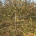 苹果树8~10cm6~8cm3~3.5米