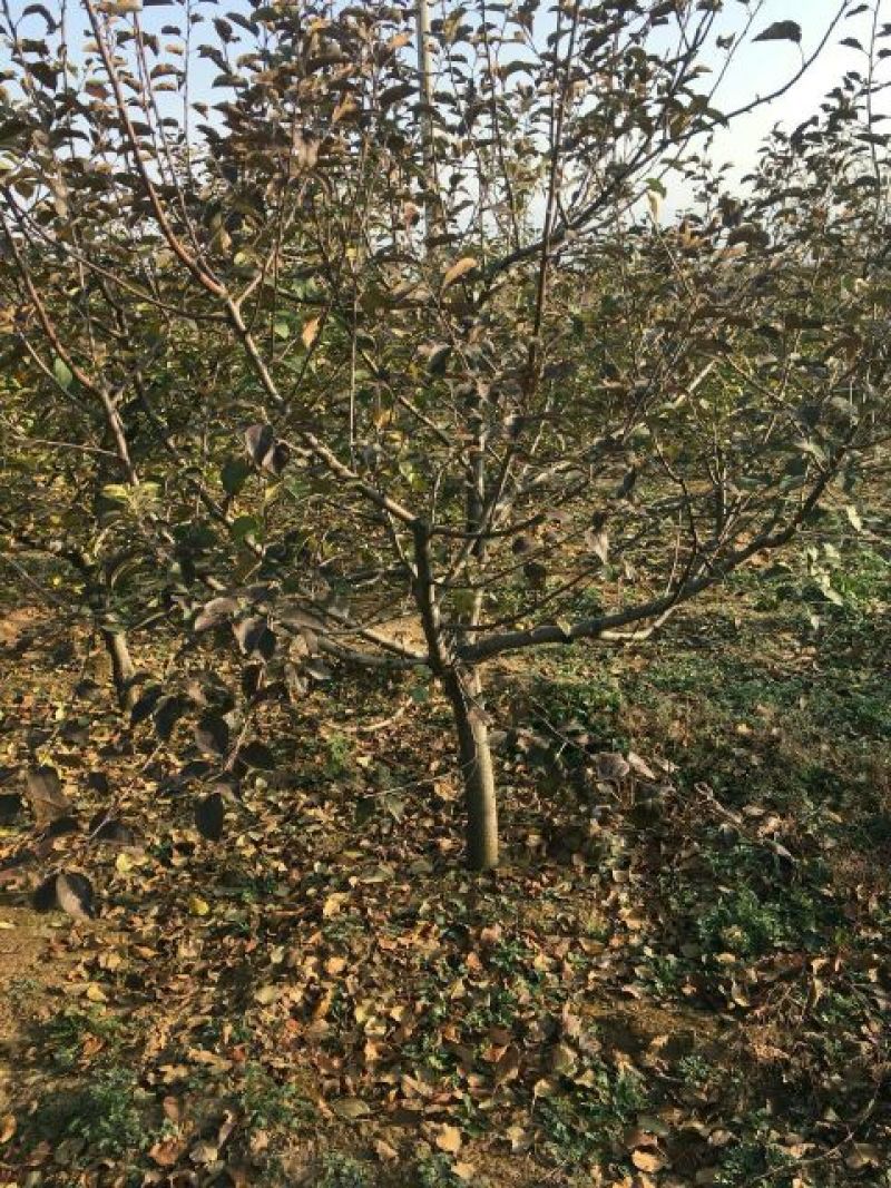 苹果树8~10cm6~8cm3~3.5米