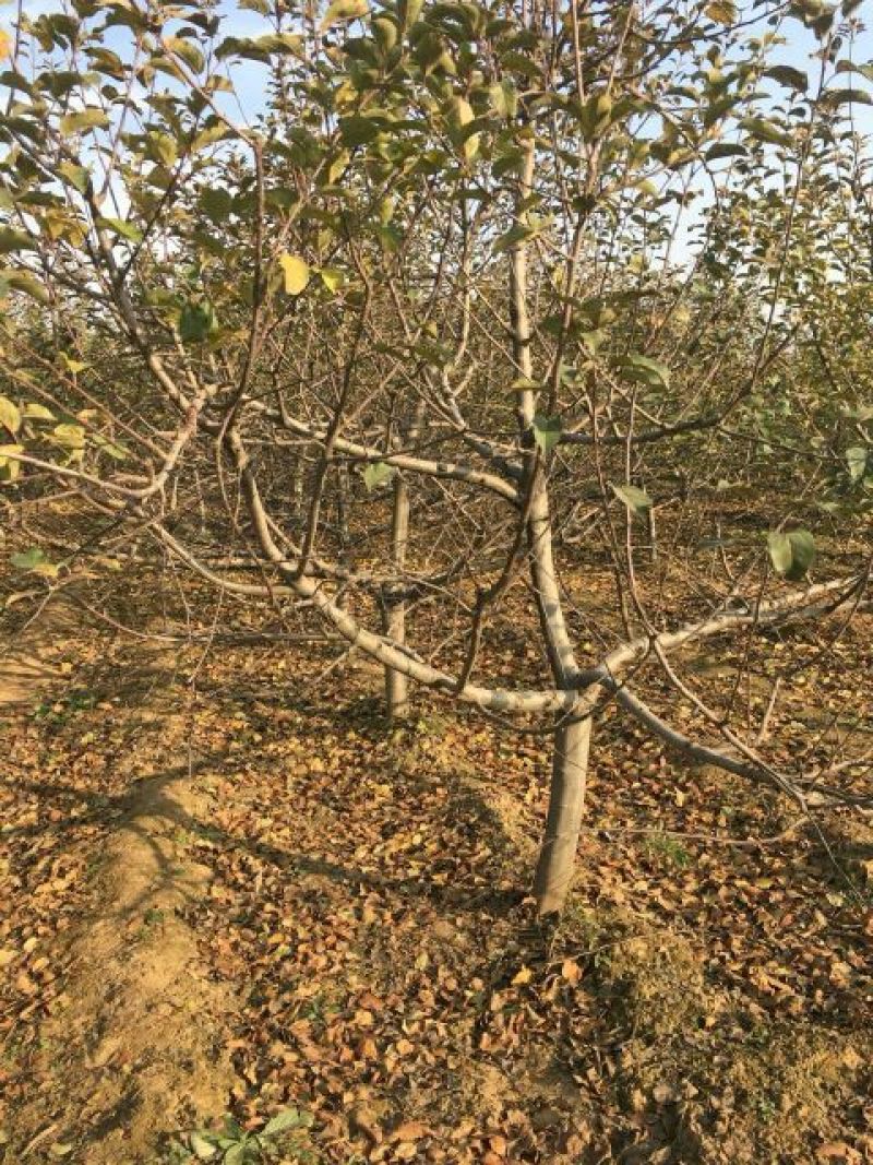 苹果树8~10cm6~8cm3~3.5米