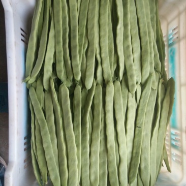 应县豆角，扁青芸豆大量上市，品种多支持代发视频看货