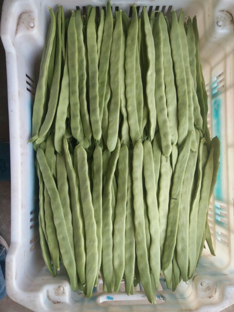 应县豆角，扁青芸豆大量上市，品种多支持代发视频看货