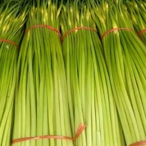 丰沛县产区新鲜白帽蒜苔万亩基地蒜薹直销诚信代办上货快