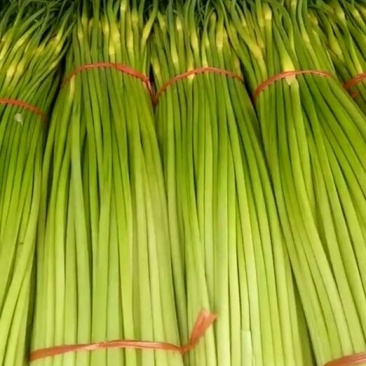 丰沛县产区新鲜白帽蒜苔万亩基地蒜薹直销诚信代办上货快