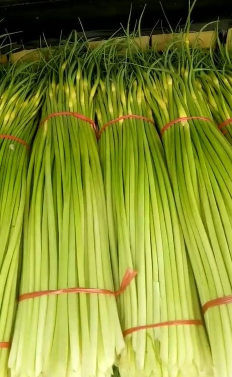 丰沛县产区新鲜白帽蒜苔万亩基地蒜薹直销诚信代办上货快