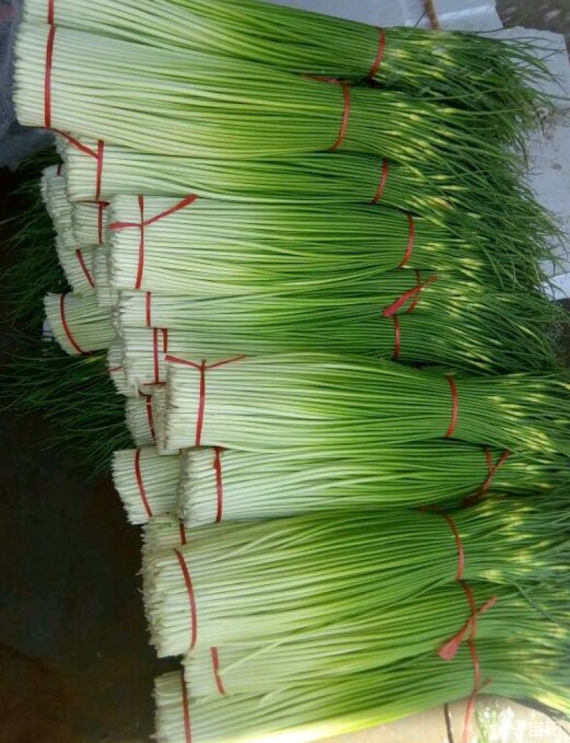 丰沛县产区新鲜白帽蒜苔万亩基地蒜薹直销诚信代办上货快